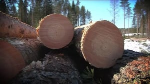 Yle Uutisluokka Triplet: Puukauppaa käydään nyt netissä