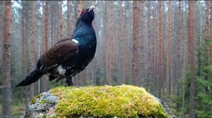 Yle Uutisluokka Triplet: Kevät saa metsot kukkoilemaan