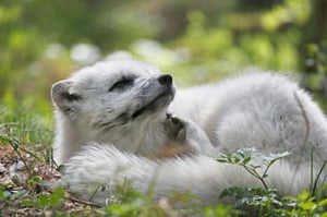 Yle Uutisluokka Triplet: Koiranmuonasta uhanalaisen naalin pelastus?