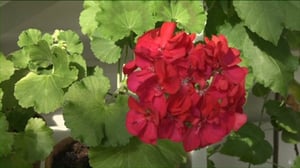 Luonto lähellä: Vanhat pelargonit