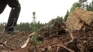 Yle Uutisluokka Triplet: Paimiossa istutettiin puita 100-vuotiaan Suomen kunniaksi