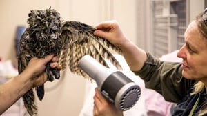 Yle Uutisluokka Triplet: Hädänalaista eläintä on autettava – hoitokulut jää hoitajan maksettaviksi