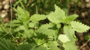 Puoli seitsemän: Nokkosen terveysvaikutukset