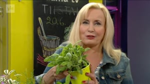 Lumpeen kukat: yrtit