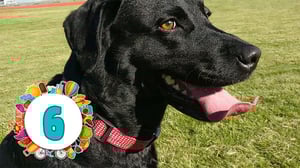 Galaxin kesäkoodi: Galaxin kesäkoodi osa 6: Labradorinnoutaja vastaan Ella