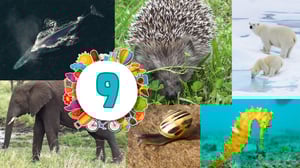 Galaxin kesäkoodi: Galaxin kesäkoodi osa 9: Eläinfaktat