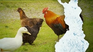 Yle Uutiset Uutis-Suomi: Yle Uutiset Uutis-Suomi 23-08-2017