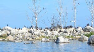 Skarven - dödens eller livets fågel?