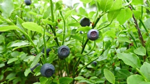 Yle Uutisluokka Triplet: Mustikkasadoissa isoja eroja eri puolilla Suomea