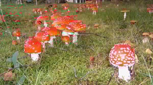 Yle Uutisluokka Triplet: Sieniaika nyt parhaimmillaan – tiedä mitä poimit