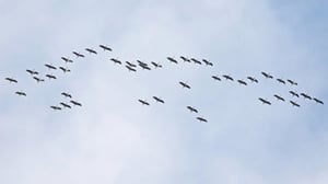 Yle Uutisluokka Triplet: Lintujen syysmuutto täydessä käynnissä