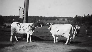 Kansallisaarteen etsintä: Assistentti maitotilalla