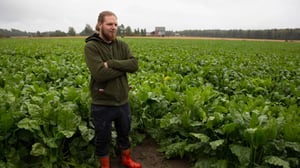 Yle Uutisluokka Triplet: Suomalainen sokerintuotanto kamppailee olemassaolostaan