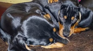 Yle Uutisluokka Triplet: Koirien ympärillä tehdään kovaa bisnestä