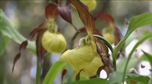 Luonto lähellä: Luonto lähellä 18.9.