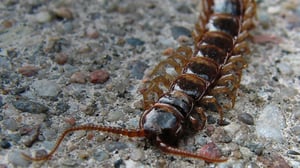 Maailman hiljaisimmat äänet: Miltä kuulostavat tuhatjalkaisen askeleet?