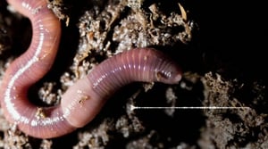 Maailman hiljaisimmat äänet: Kuuntele koko äänite: Kastemadot