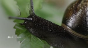 Maailman hiljaisimmat äänet: Kuuntele koko äänite: Lehtokotilo syö jäävuorisalaattia