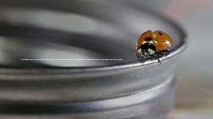 Maailman hiljaisimmat äänet: Kuuntele koko äänite: Leppäkerttu