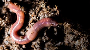 Maailman hiljaisimmat äänet: Jakso 4: Miltä kuulostaa kastemadon mateleminen?