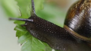 Maailman hiljaisimmat äänet: Jakso 2: Miltä kuulostaa etanan ruokatunti?