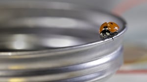 Maailman hiljaisimmat äänet: Jakso 1: Miltä kuulostaa leppäkertun siivenisku?