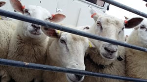 Yle Uutisluokka Triplet: Lampaat hoitavat tehokkaasti saarien maisemointia