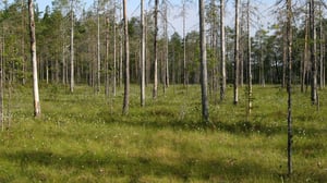Yle Uutisluokka Triplet: Suomen suot suojelevat muinaismuistoja