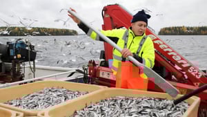 Yle Uutisluokka Triplet: Saimaalla parhaat muikkusaaliit vuosikymmeniin