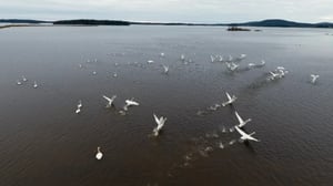 Yle Uutisluokka Triplet: Joutsenten syysmuutto kiivaimmillaan