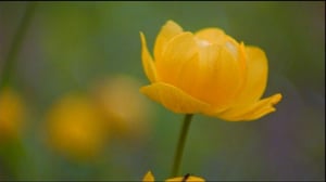 Jokiemme helmet: Tenojoki