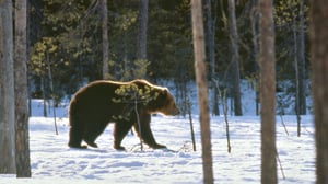 Petoeläinten paratiisi