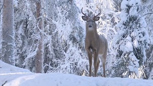 Valkohäntäpeura (S): 05.03.2016 18.45