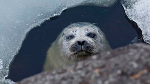 Jäätä rakastavat (7): 31.03.2016 15.30