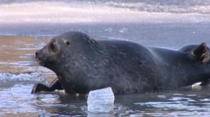 Arka ja Parka - kuuttikaksoset: 11.04.2016 07.07