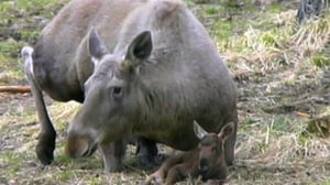 Maapallottelua: 16.01.2016 08.19