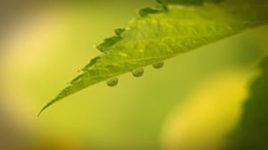 Ruohonjuuritasolla (S): 10.11.2015 18.55