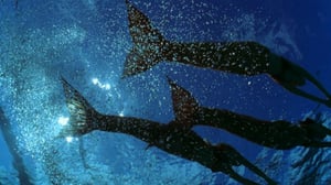 H2O (7): 18.12.2015 09.21