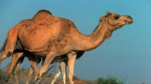 Maapallottelua: 19.03.2016 08.18