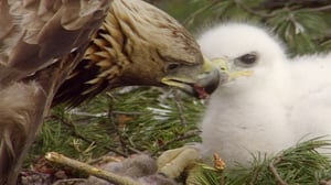 Kotkaperhe: 28.12.2015 18.00