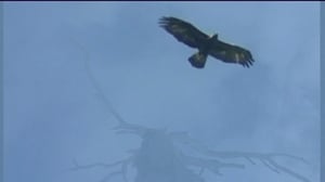 Kotkaperhe: 04.01.2016 18.00