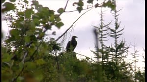 Kotkaperhe: 11.01.2016 18.00