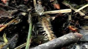 Maapallottelua: 31.03.2016 07.04