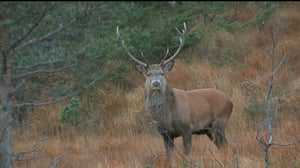 Luontoretkellä: Kauriinvasa: 24.10.2015 13.55