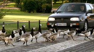 Stadin valkoposket (): 30.03.2016 13.25