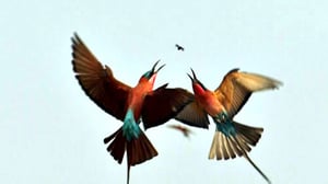 Luontohetki: Eläintarinoita: 03.01.2016 18.15