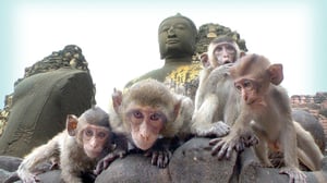 Luontohetki: Eläintarinoita: 10.01.2016 18.15