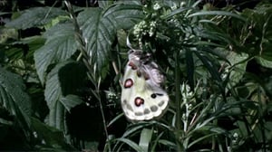 Perhosen lento: 04.04.2016 19.00