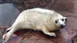 Veden saartamat: 09.05.2016 10.03