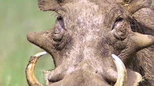 Luontohetki: Eläintarinoita: 31.01.2016 18.15